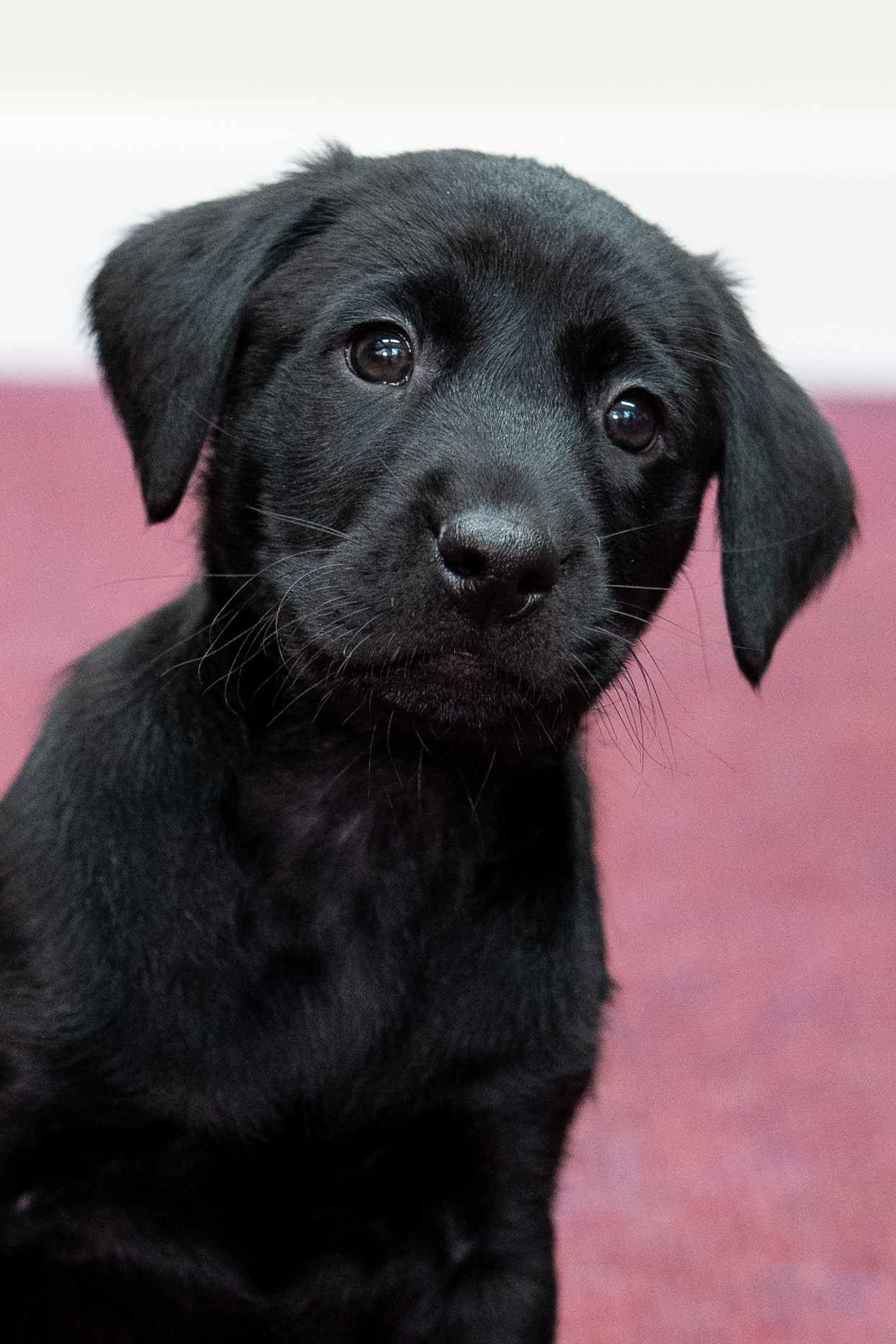 at-what-age-do-police-dogs-start-training